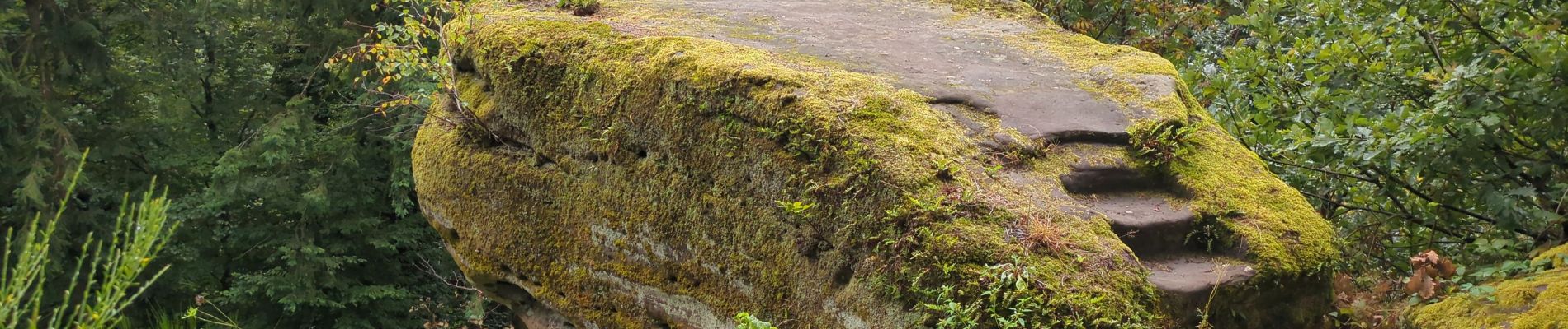 Tocht Stappen La Petite-Pierre - petite boucle au dessus de la clairière  - Photo