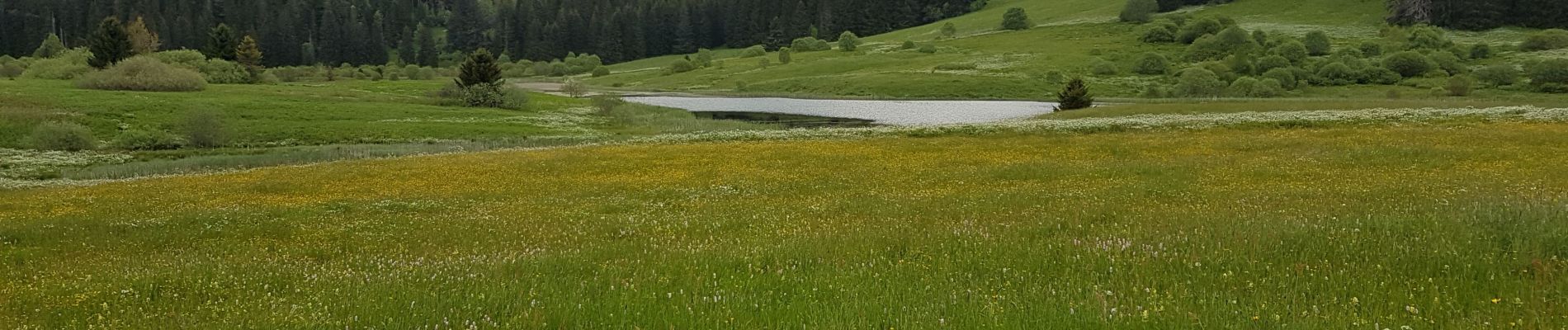 Tocht Stappen La Pesse - L'Embossieux-Nerbier - Photo