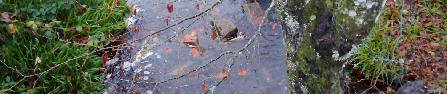 Tour Wandern La Roche-en-Ardenne - le marais - Photo