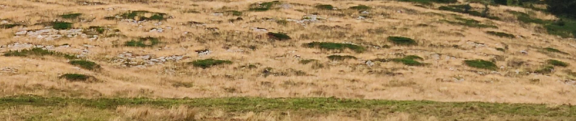 Tour Wandern Entremont-le-Vieux - 29 juillet 2023 mont Pinet et rocher de la Fita  - Photo