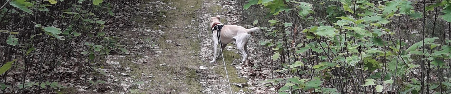 Tocht Stappen Hechtel-Eksel - bosland  - Photo