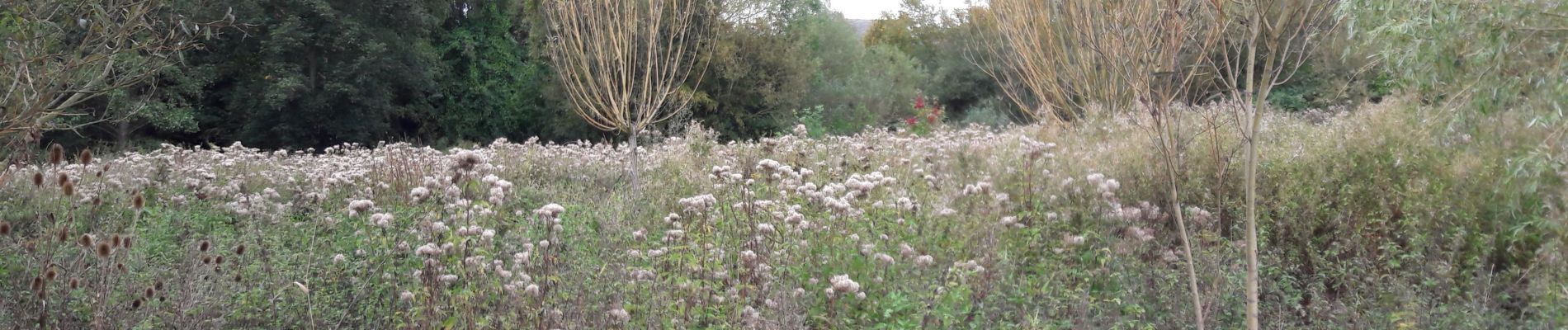 Tocht Stappen Floreffe - FLOREFFE Sambre et noues - Photo