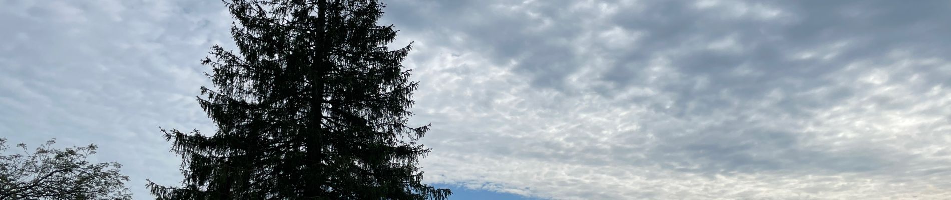 Tocht Stappen Büllingen - Panorama Medendoef - Photo