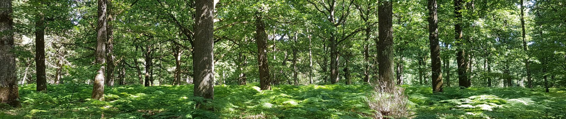 Excursión Senderismo Poigny-la-Forêt - poigny la forêt 22 juin 2020 - Photo