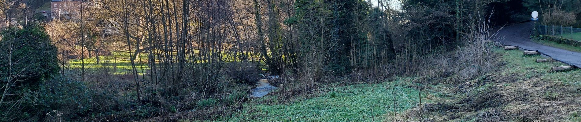 Trail Walking Namur - Gelbressee 311221 - Photo