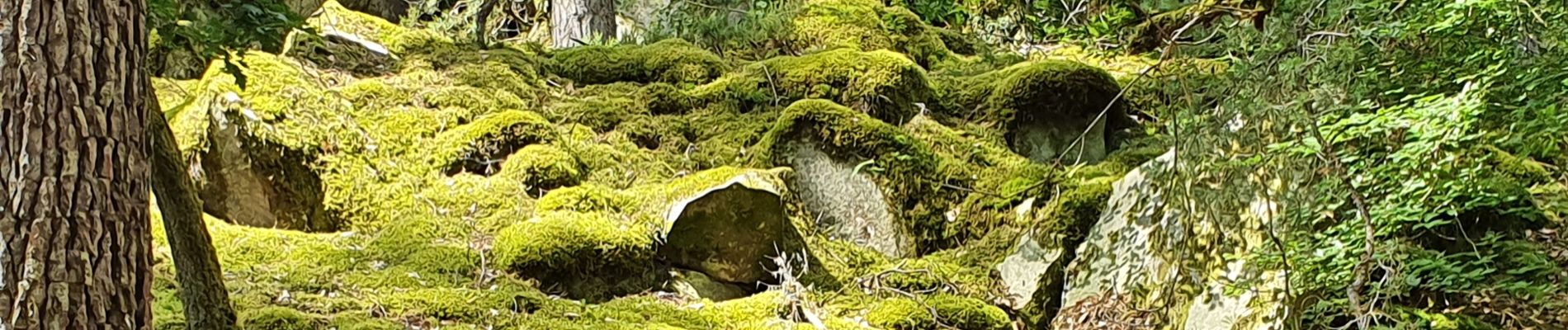 Randonnée Marche Fontainebleau - carrefour  de Vienne - Photo