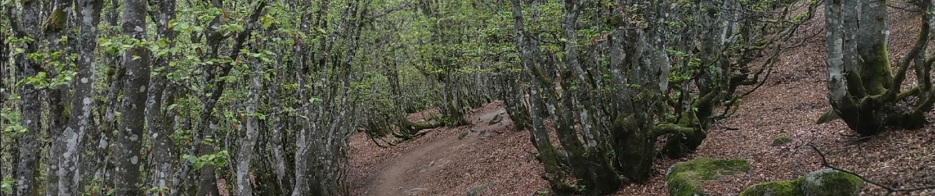 Trail Walking La Bresse - Le Hohneck cool - Photo