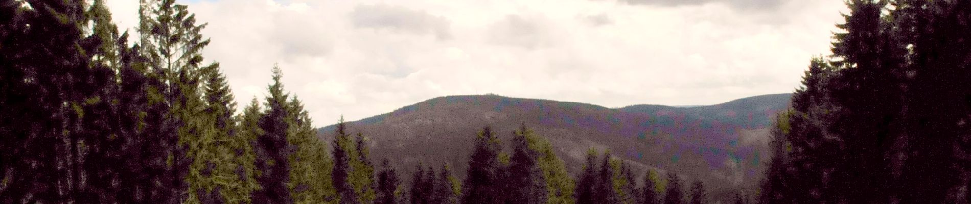 Tour Zu Fuß Ilmenau - Grüner Balken - Photo