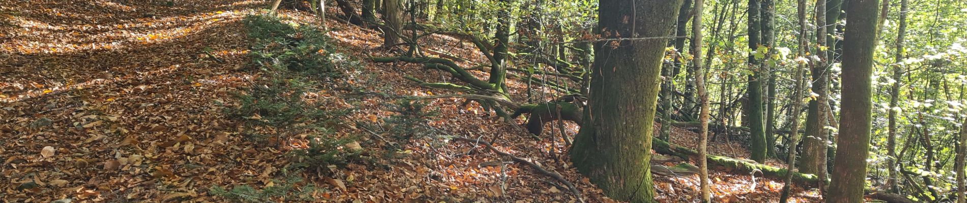 Tour Wandern Veix - Tour du Puy d'Orliac - Photo