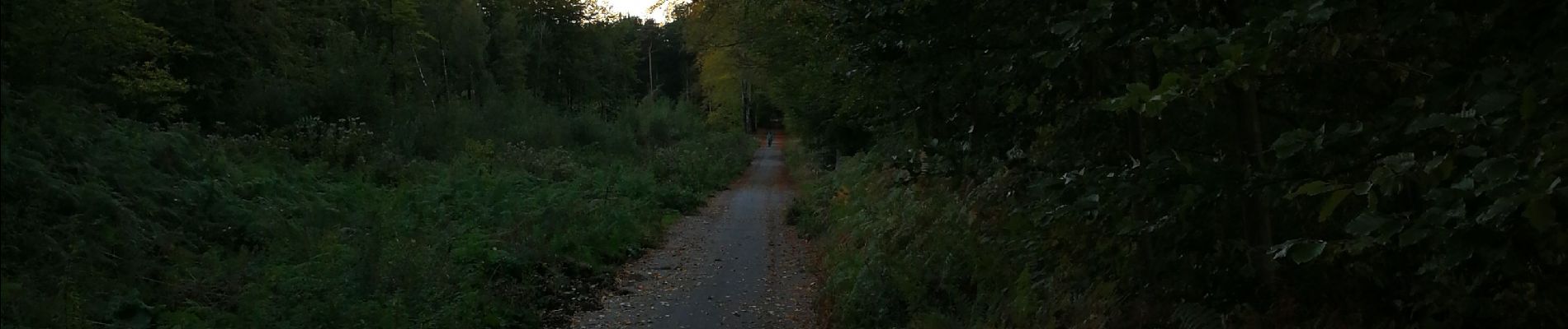 Tour Wandern Saint-Amand-les-Eaux - Ballade sur le sentier des Sangliers - Photo