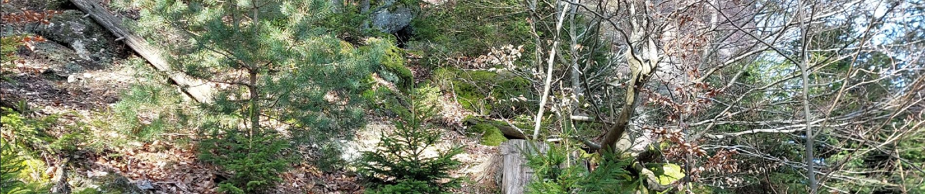 Tocht Stappen Walscheid - Walscheid Col du Melkplatz - Photo