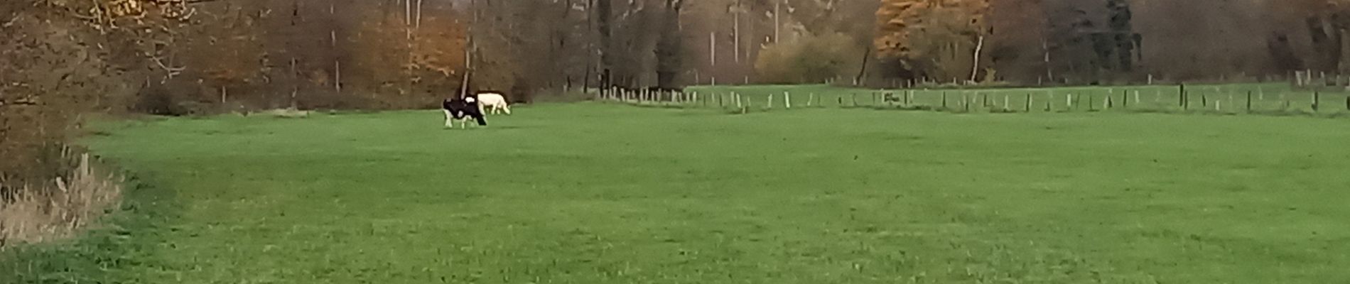 Tour Elektrofahrrad Saint-Clément - sortie vtt 27112022 magnieres  - Photo