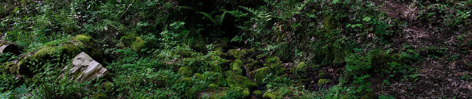 Tocht Te voet Hirschhorn - Rundwanderweg Langenthal 2: - Photo