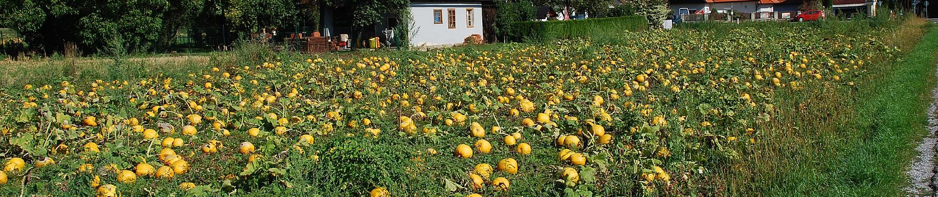 Percorso A piedi Stainz - Marhofer Genußwanderweg - Photo