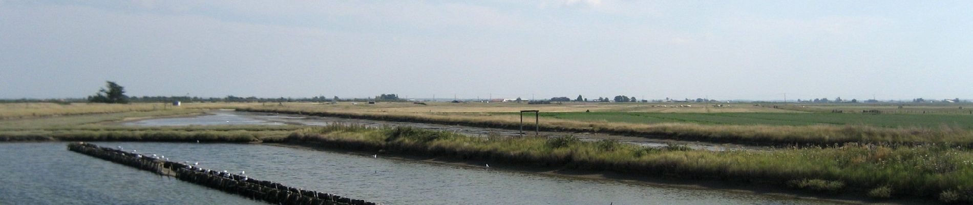 Tocht Te voet Les Moutiers-en-Retz - Le Collet - Photo