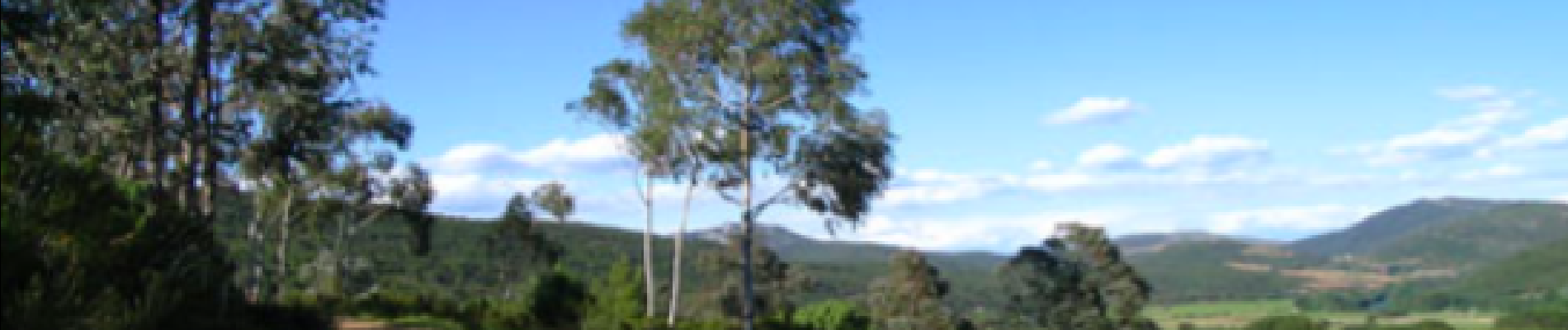 Randonnée Marche Cessenon-sur-Orb -  BOIS DES EUCALYPTUS - Photo