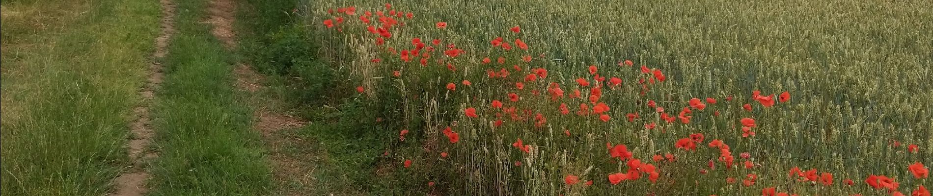 Randonnée Marche Genappe - bousval - Photo