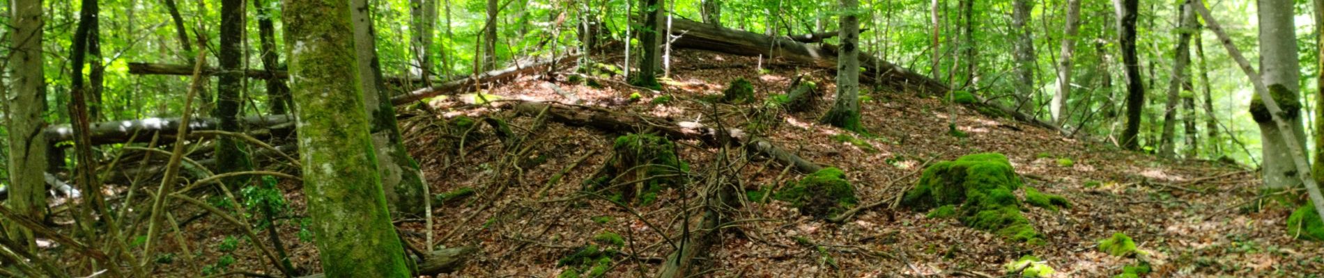 Trail Walking Perrogney-les-Fontaines - sur les hauts: Sommets de Haute Marne - Photo