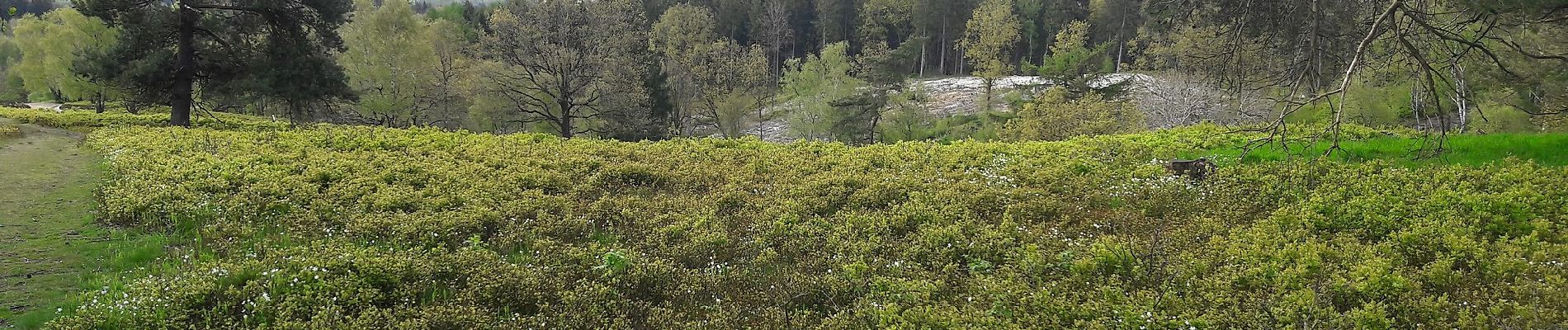 Tocht Te voet Meezen - Wanderroute Waldhütten - Photo