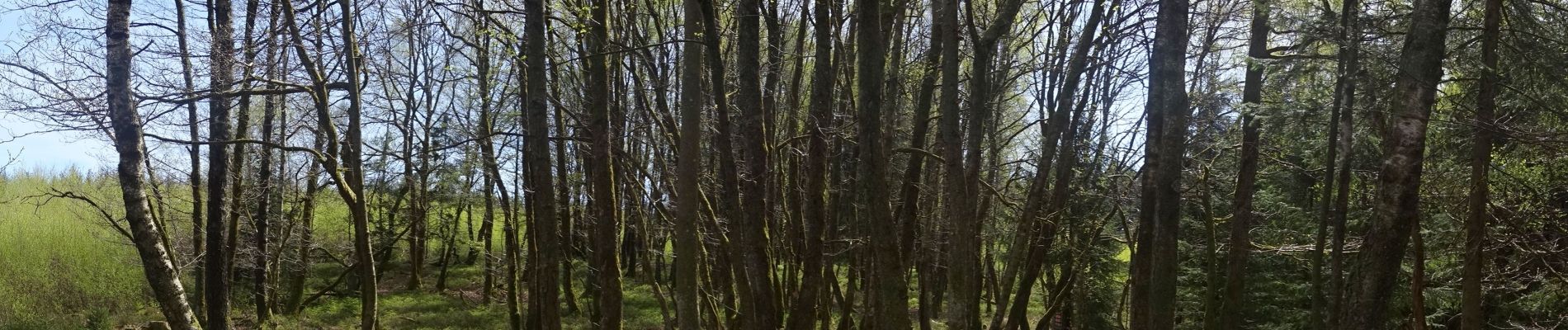 Trail Walking Martelange - Forêt d'Anlier - Le Gros Hêtre - Photo