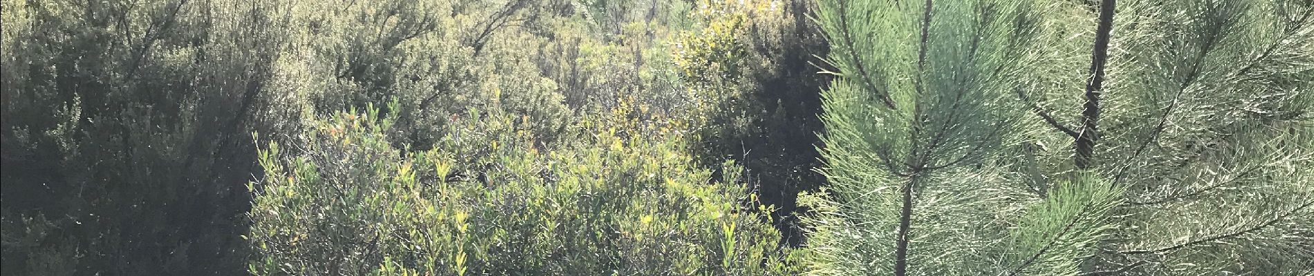 Tocht Stappen Fréjus - JD 18/20 La colle douce par les roches noires - Photo