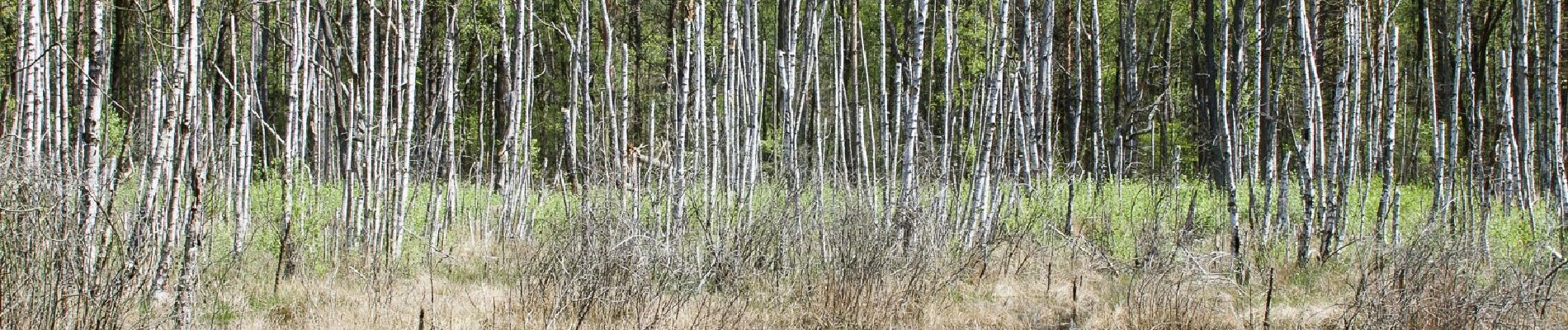 Percorso A piedi Varsavia - Ścieżka biegowa 