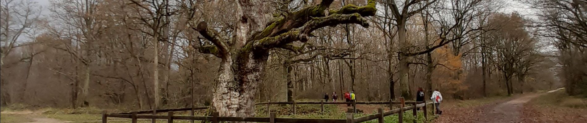 Tour Wandern Montgeron - forêt Sénart 12km - Photo