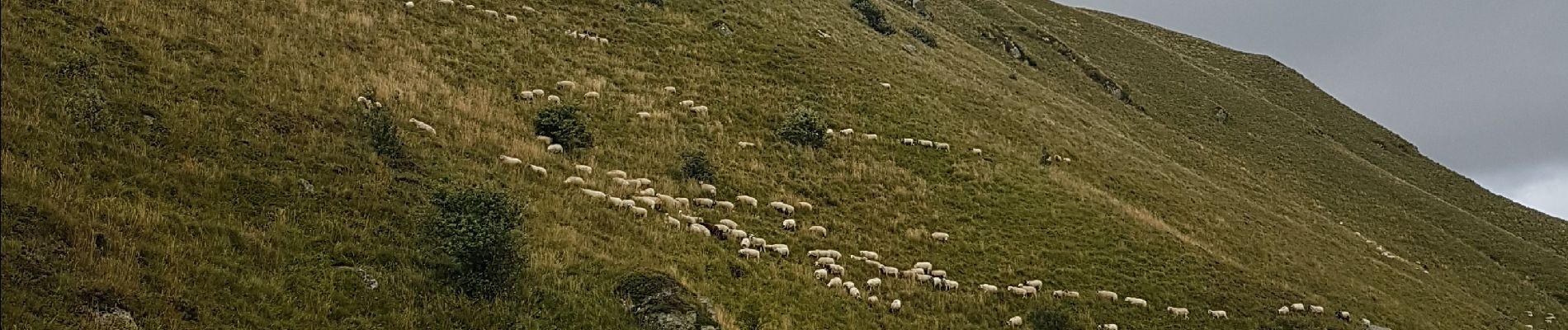 Tocht Stappen Mont-Dore - Puy de Sancy par les crêtes - Photo