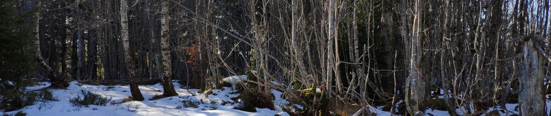 Excursión Senderismo Saint-Maurice-sur-Moselle - Vosges 2019 :  depuis Rouge Gazon, crêtes de Rimbackkopf, Mittelrainkopf.ori - Photo