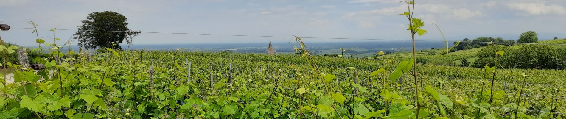 Tocht Stappen Riquewihr - De Riquewihr à Hunawihr  - Photo