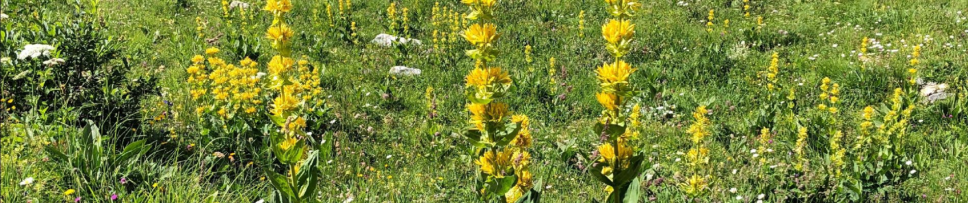 Tour Wandern Beaufort - La gitane 29-08-2021 - Photo