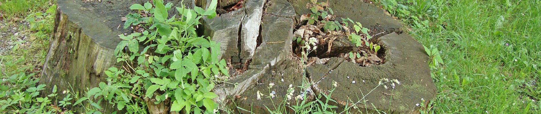 Tocht Te voet Ligist - Ligister Schmankerlweg - Photo