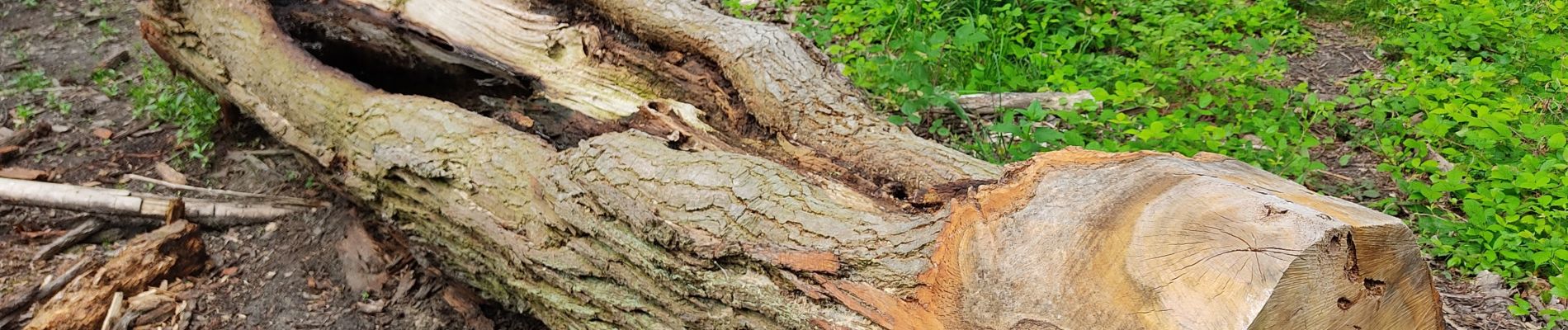 Excursión Senderismo Viroflay - Le plateau  de Saclay, de Viroflay à Igny - Photo