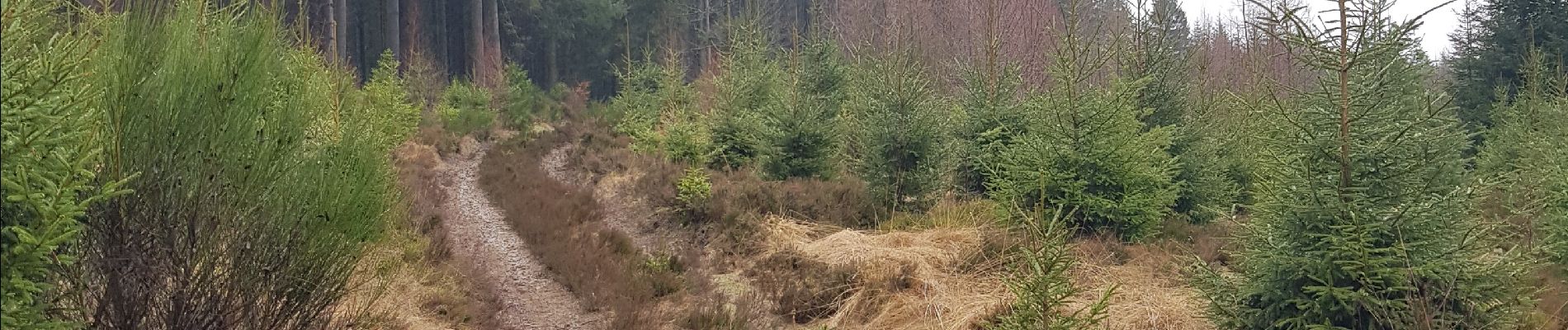 Tour Wandern Sankt Vith - Rodt - Chiens de traineau  - Photo