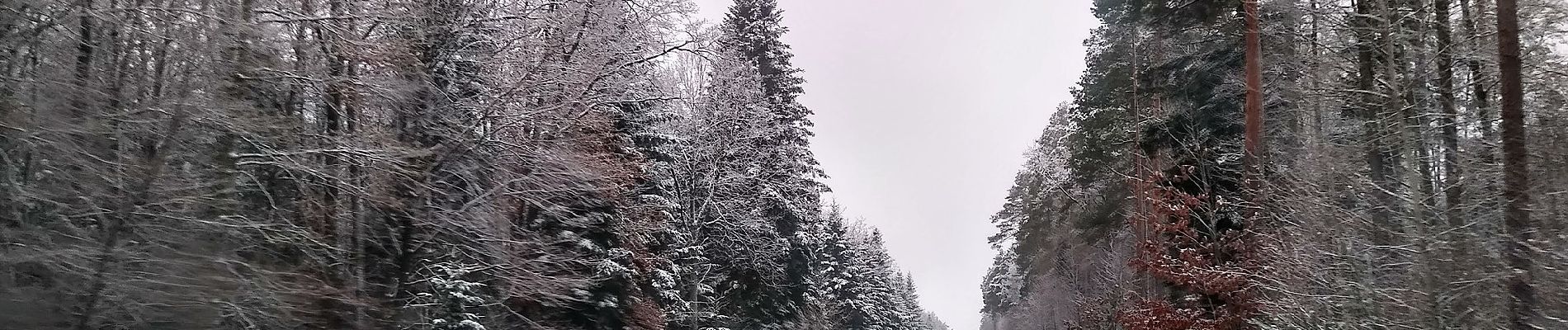 Tocht Te voet Cmolas - Świerczówka - ścieżka dydaktyczna - Photo