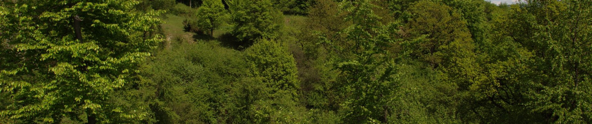 Randonnée A pied Schlüchtern - Elm - Rundwanderweg ELM1 - Photo