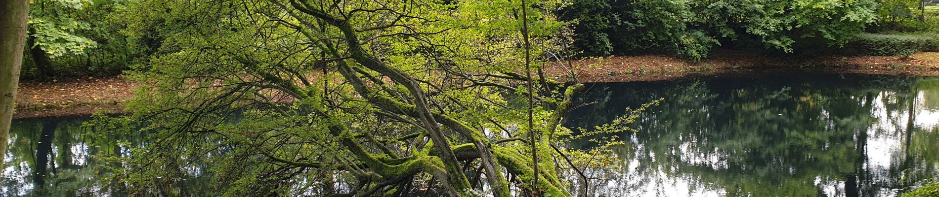 Trail Walking Auderghem - Oudergem - Rouge-Cloître - Etangs Mellaerts - Photo