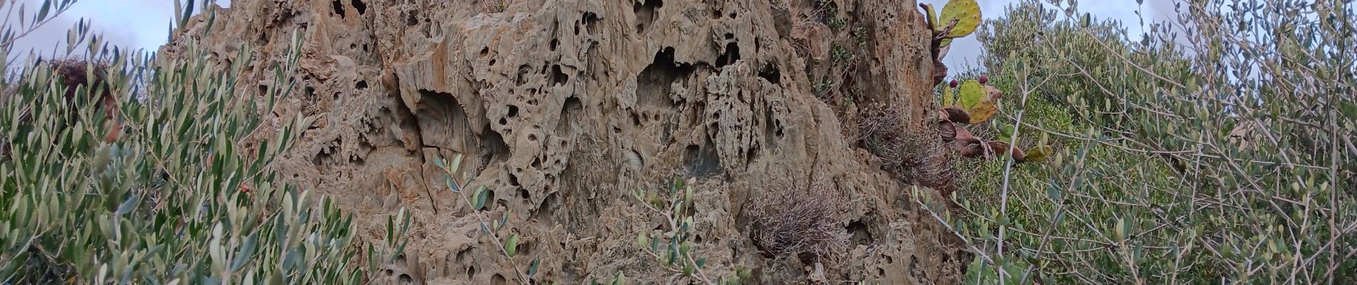 Tour Wandern Port-Vendres - batterie - collioure . fort sant elme .port vendres . la mauresque - Photo