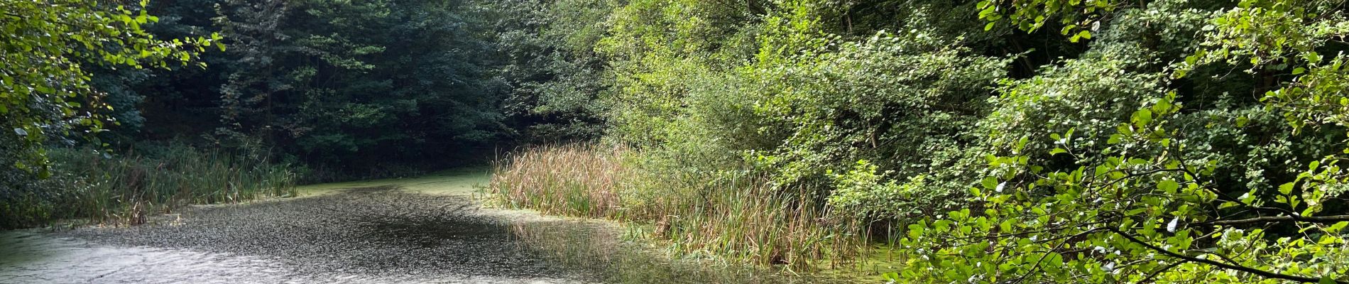 Tocht Stappen Halle - Un tour dans le bois de Halle - Photo