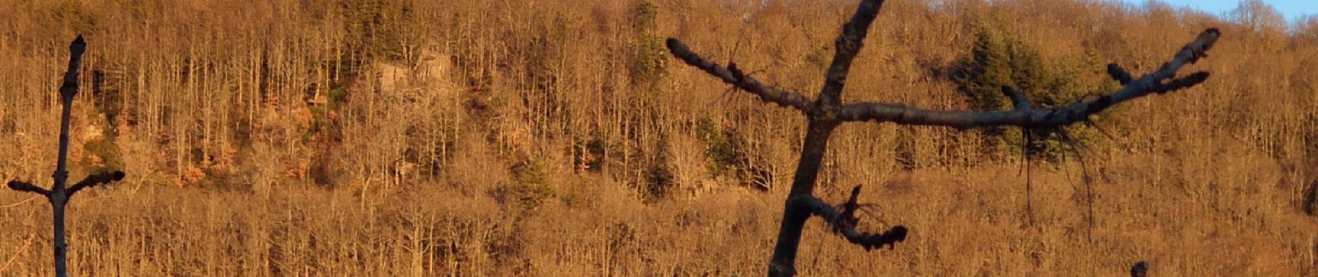 Randonnée Marche Badaroux - Pelgeires,le Born la Rouviere  - Photo