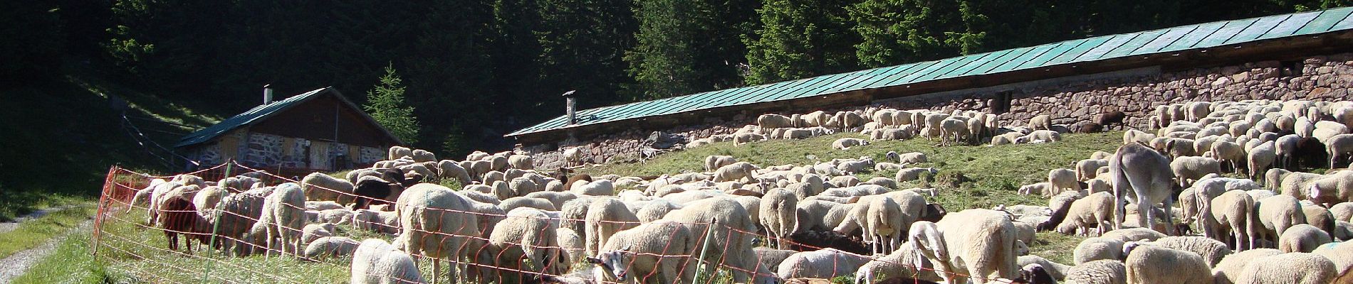 Percorso A piedi Ville di Fiemme - IT-E572 - Photo