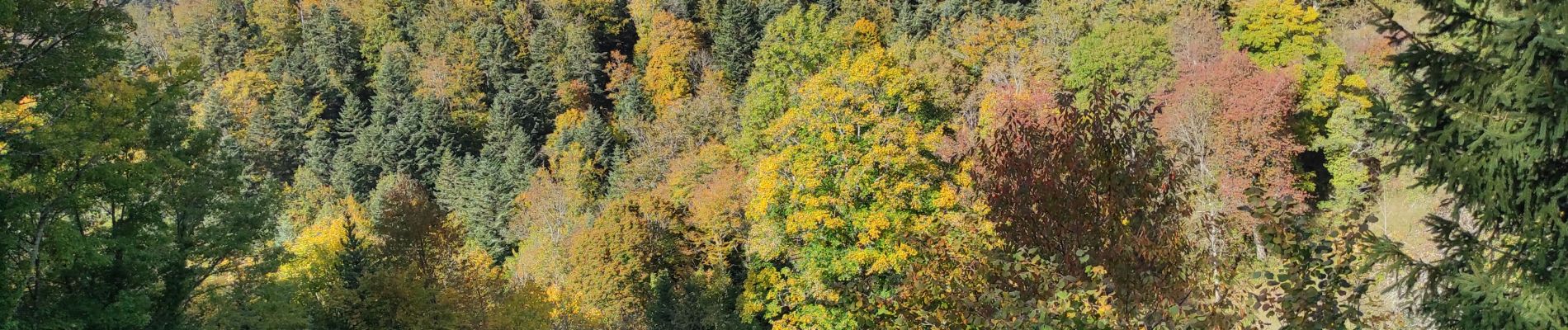 Tour Wandern Weiler - Willer sur Th Ostein - Photo