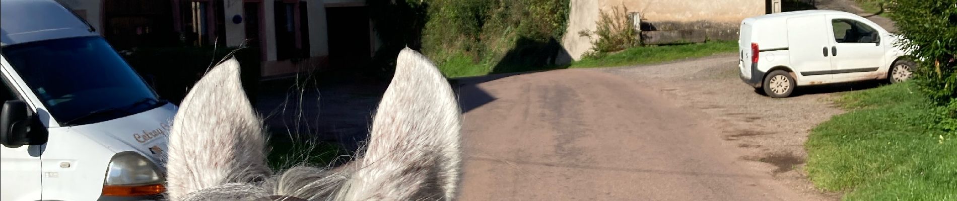 Tour Reiten Moyenmoutier - Chez Manu saint jean d’ormont - Photo