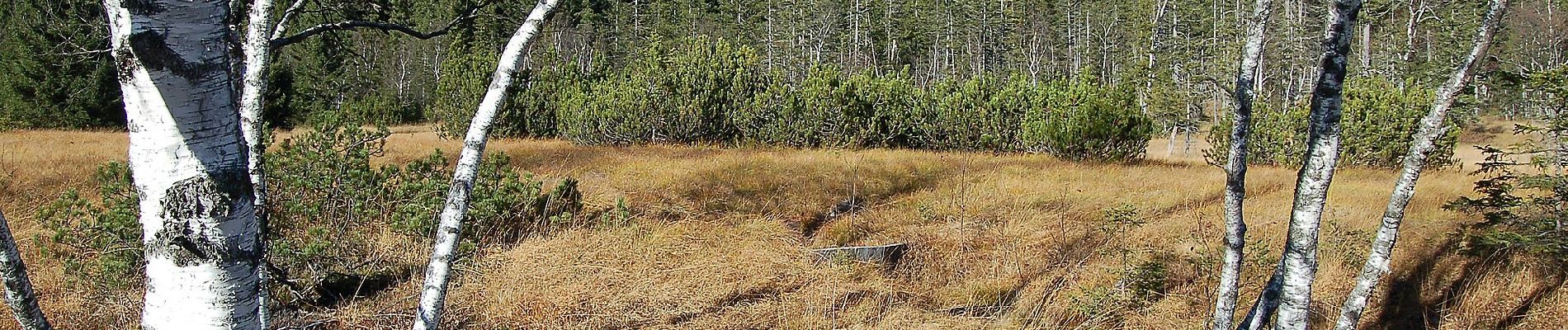 Tour Zu Fuß Mittersill - Natura Trail Wasenmoos - Photo