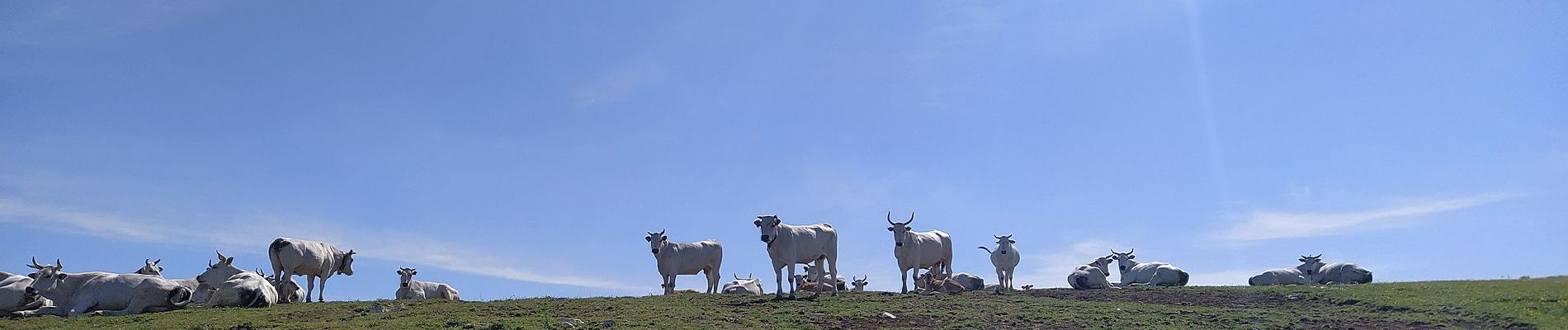 Percorso A piedi Calenzano - Sentiero CAI 44 - Photo