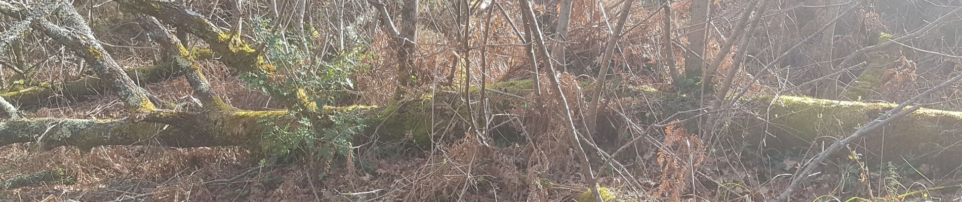 Tour Wandern Rion-des-Landes - perrin, coq, l'estuchat, tiqué, lamandit - 5.7 - Photo