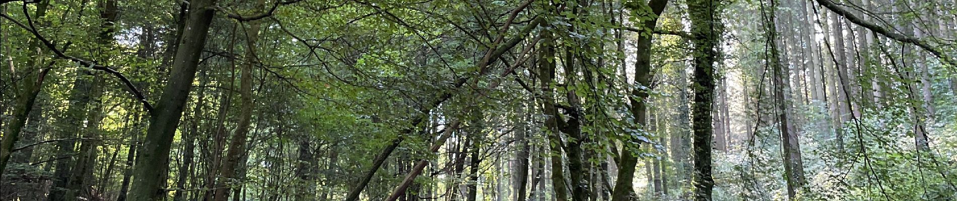 Tour Wandern Ibingen - Bois d’Halanzy - Photo