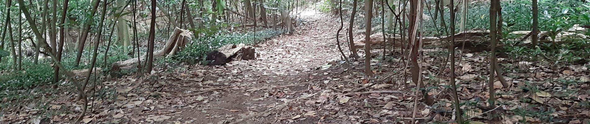 Excursión Senderismo Le Lorrain - La Crabiere Anse rivière Rouge - Photo