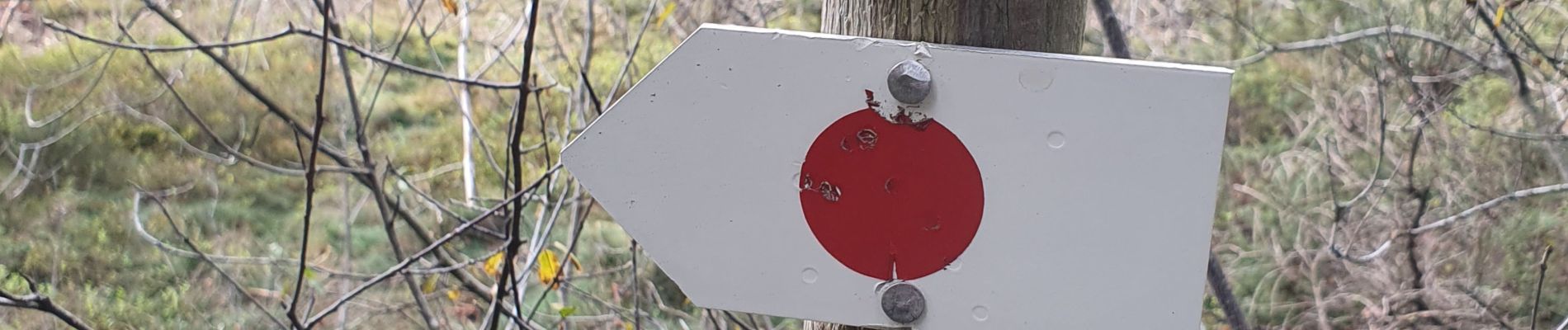 Tocht Stappen Le Tholy - bouvacote blaireau - Photo