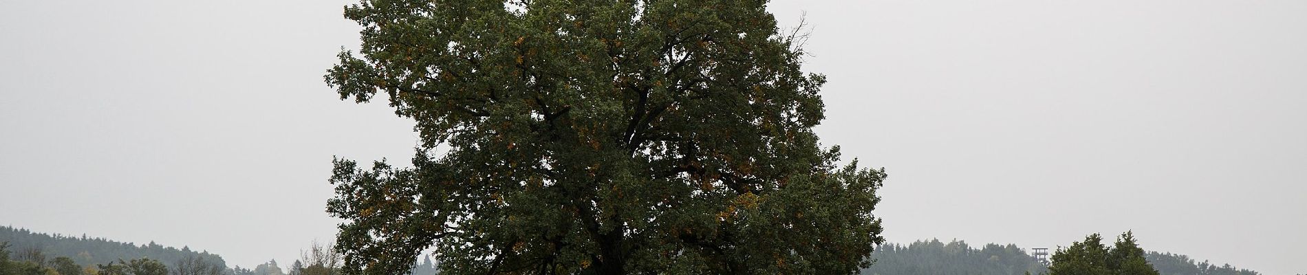 Randonnée A pied Sankt Johann in der Haide - Rohr bei Hartberg Weg 10 - Photo